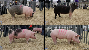 FFA District Livestock